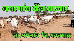 Each bull is evaluated based on its size, muscle structure, hoof condition, teeth (for estimating age), and behavior. Strong, well-fed bulls fetch higher prices, and prices can range from ₹40,000 to over ₹1.5 lakh, depending on the breed and physical quality. Most transactions are made in cash after detailed bargaining. Bulls are brought in using trucks, tractors, or bullock carts, and the market area is typically set up on an open ground with temporary arrangements.[1]