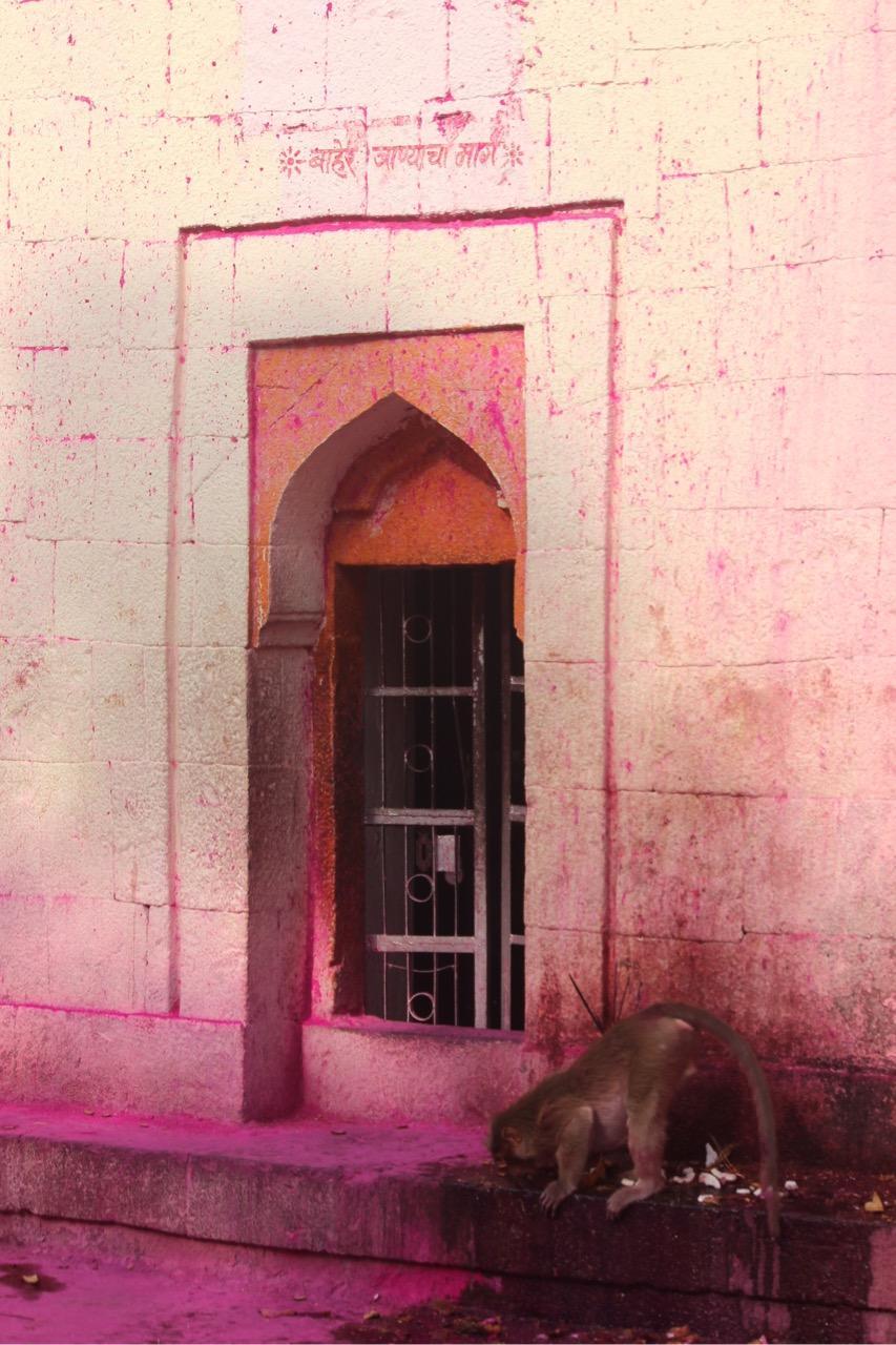 Resident monkeys within the Mandir complex. Local stories say they were originally brought to protect the site and have remained ever since. (Source: CKA Archives)