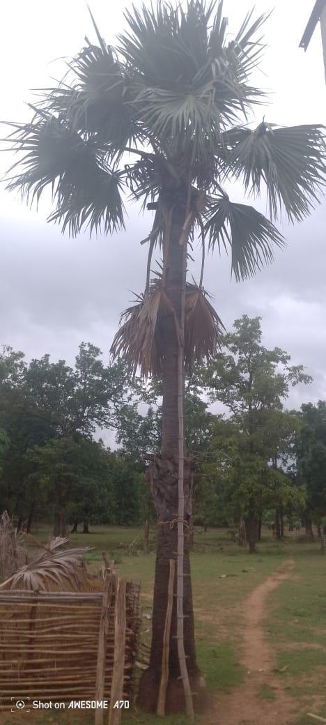 A ladder, colloquially known as Aja, made from bamboo in Gadchiroli. (Source: CKA Archives)