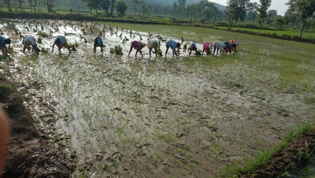 Farmers planting paddy in Deori (para lavni), reflecting the continued dominance of rice farming in Gondia’s rural economy in the decades following independence. In recent years, rice has been designated as the district’s One District One Product (ODOP).(Source: CKA Archives)