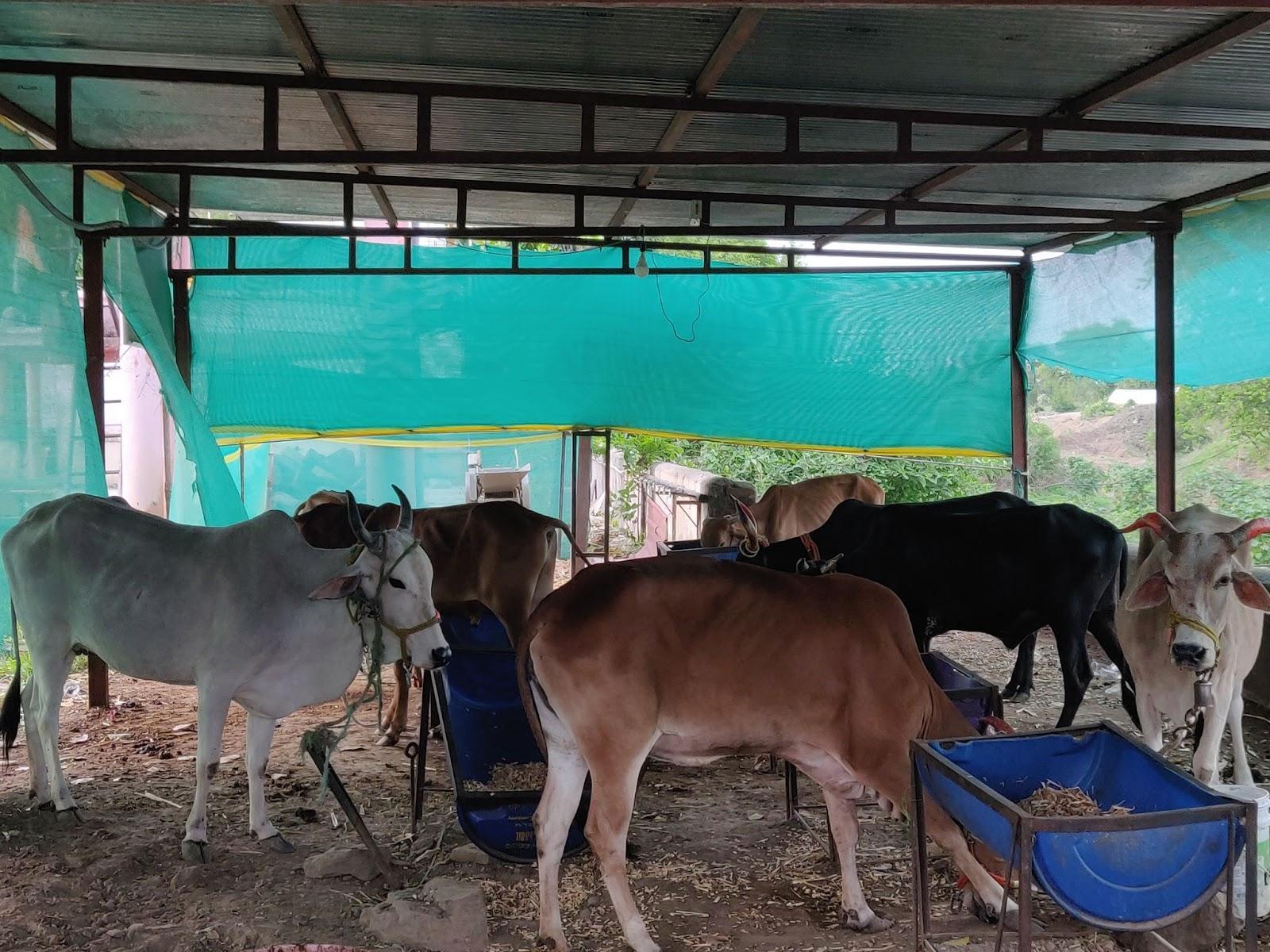The Gaushala that is attached to the mandir (Source: CKA Archives)