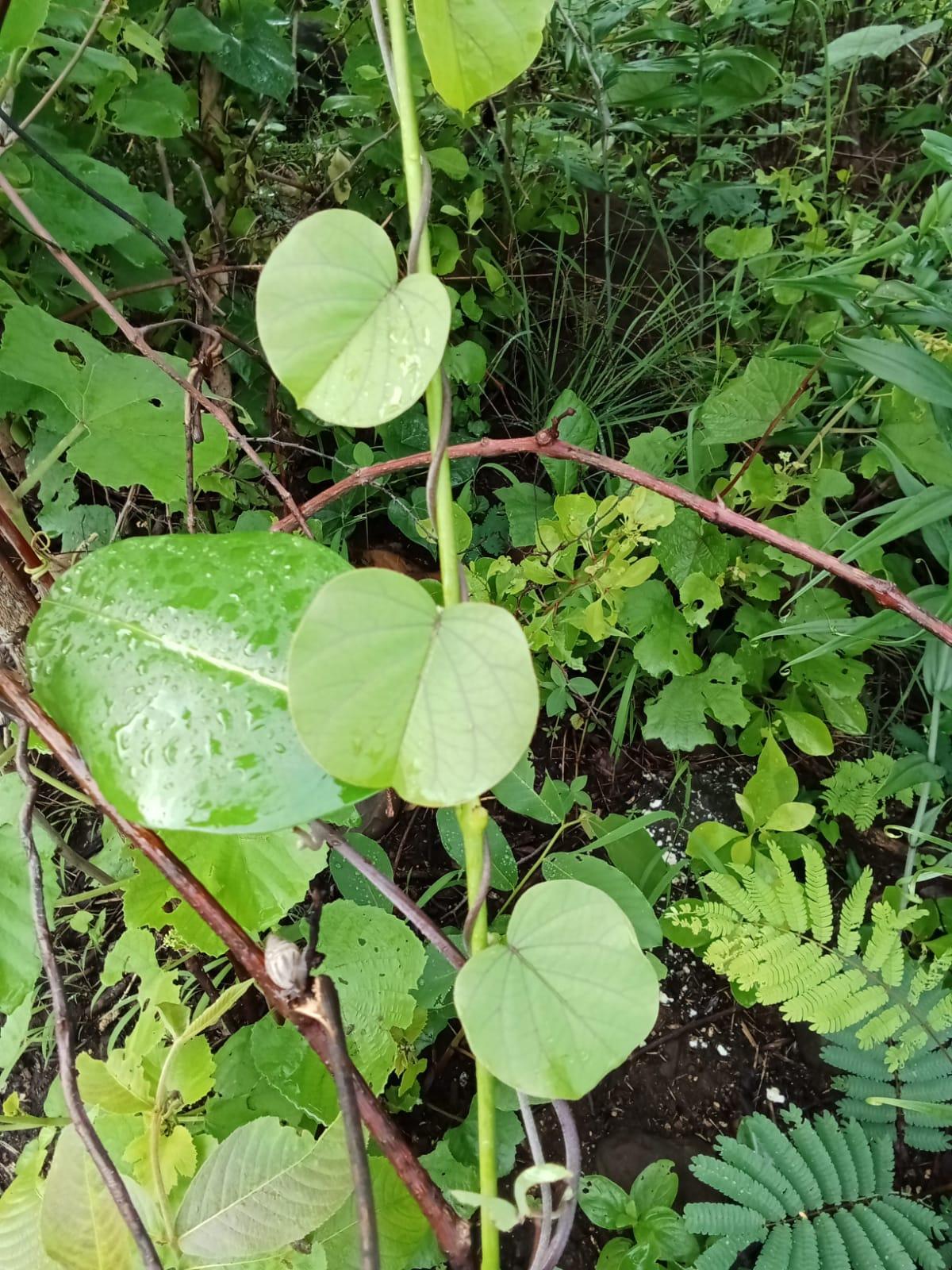 Phang (Source: CKA Archives).