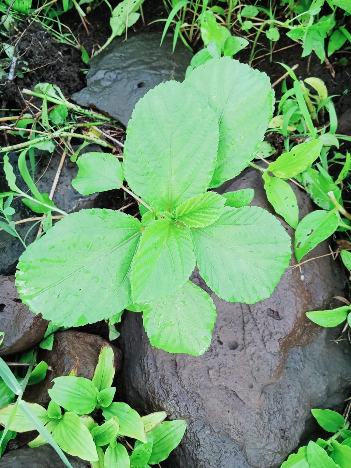 Rajana Plant  (Source: CKA Archives).