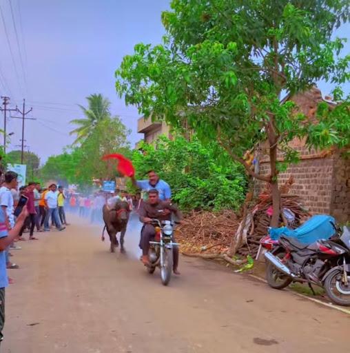 Buffalo Race in Kolhapur (Source: CKA Archives)