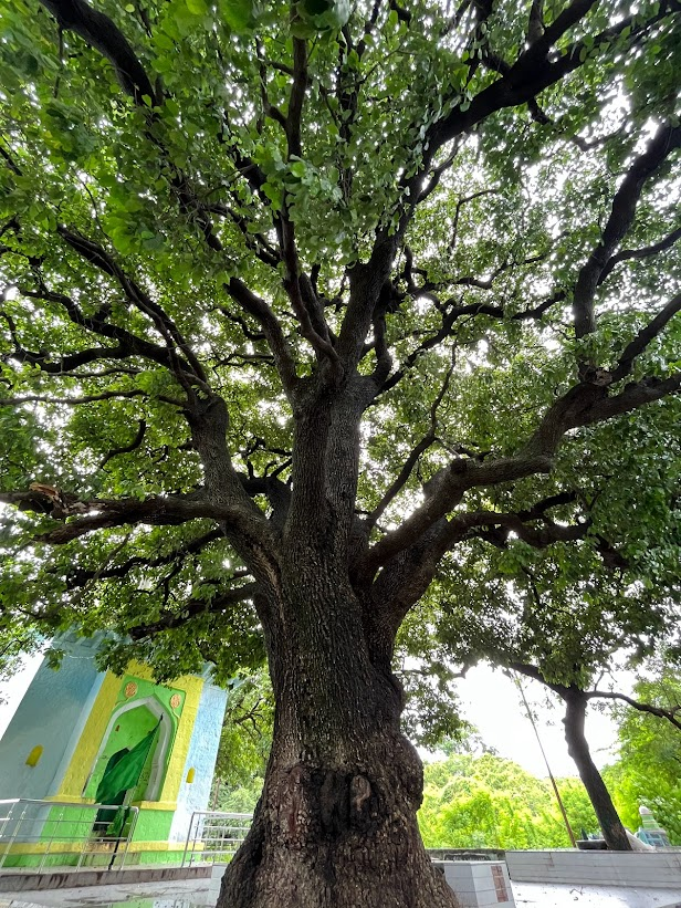 Maulsari tree located within the dargah compound.According to local tradition, it was planted by Aurangzeb. (Source: CKA Archives)