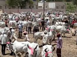 The bull market in Akkalkuwa, Nandurbar, is the largest in North Maharashtra, drawing thousands of farmers and traders annually.[1]