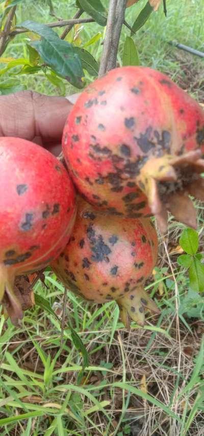 Pomegranate with Tellya Disease[4]