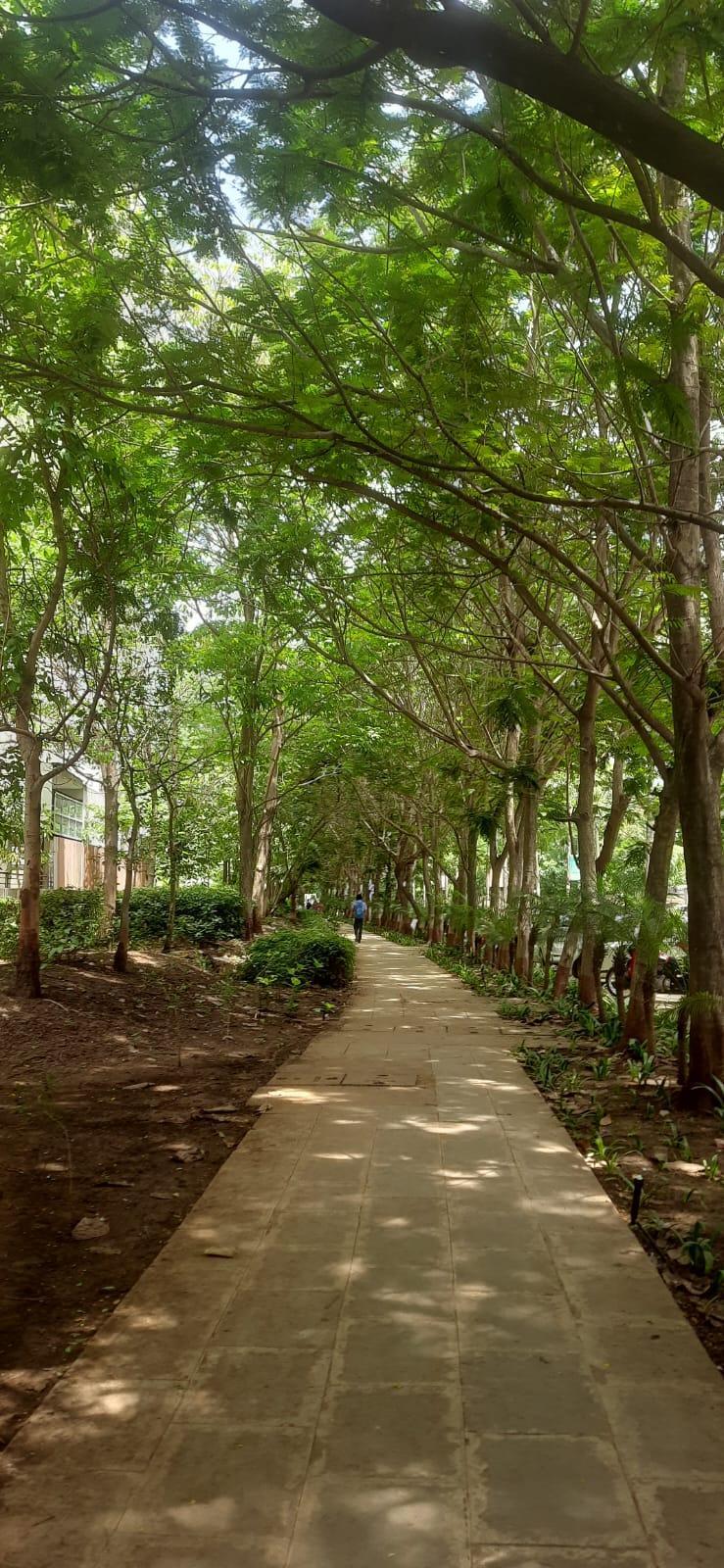 Stone-tiled footpaths in the township, shaded by trees. (Source: CKA Archives)