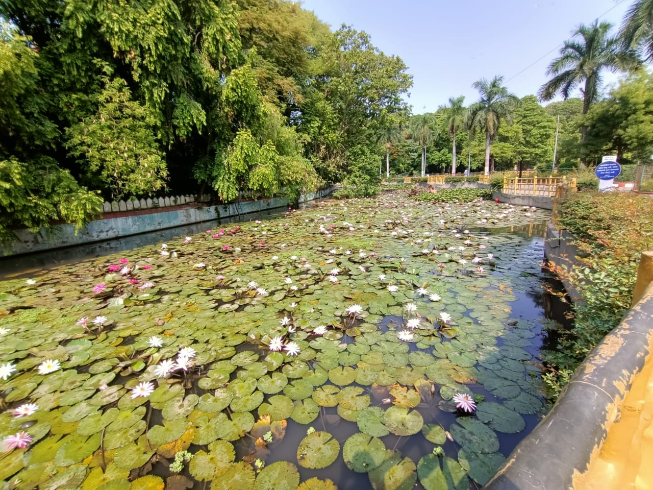 Pond just outside the Mandir with lotuses and a mix of fishes and turtles in the water. (Source: CKA Archives)