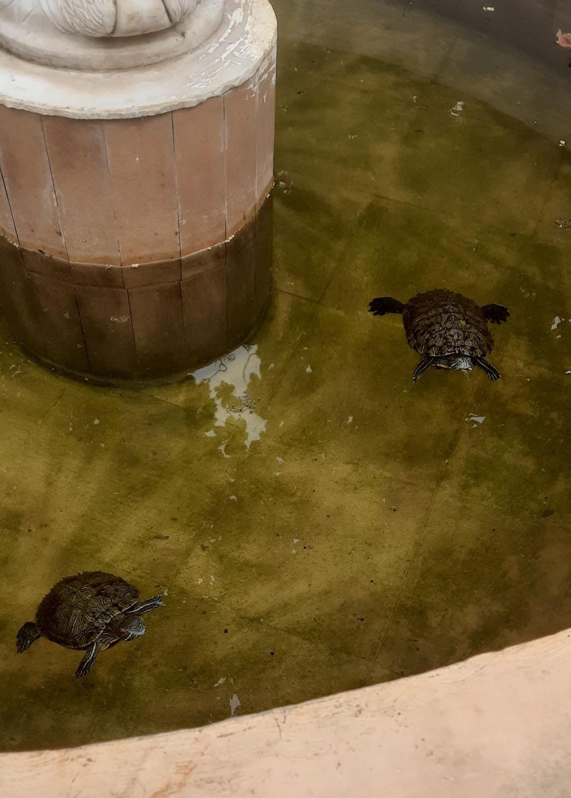Still waters of the kund of the Datta Dhyan Mandir, home to long-living turtles believed to be over a hundred years old. (Source: CKA Archives)