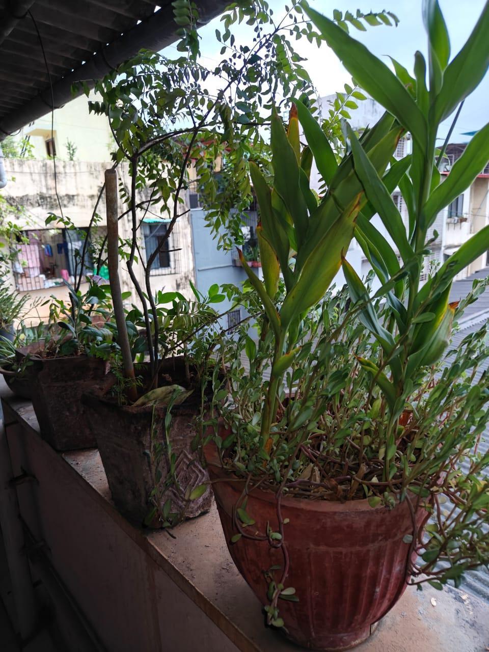 Herbs such as mint, chillies, and curry leaves are grown in containers on the terrace, serving both culinary and practical needs, showcasing an efficient use of outdoor space in a dense urban setting. (Source: CKA Archives)