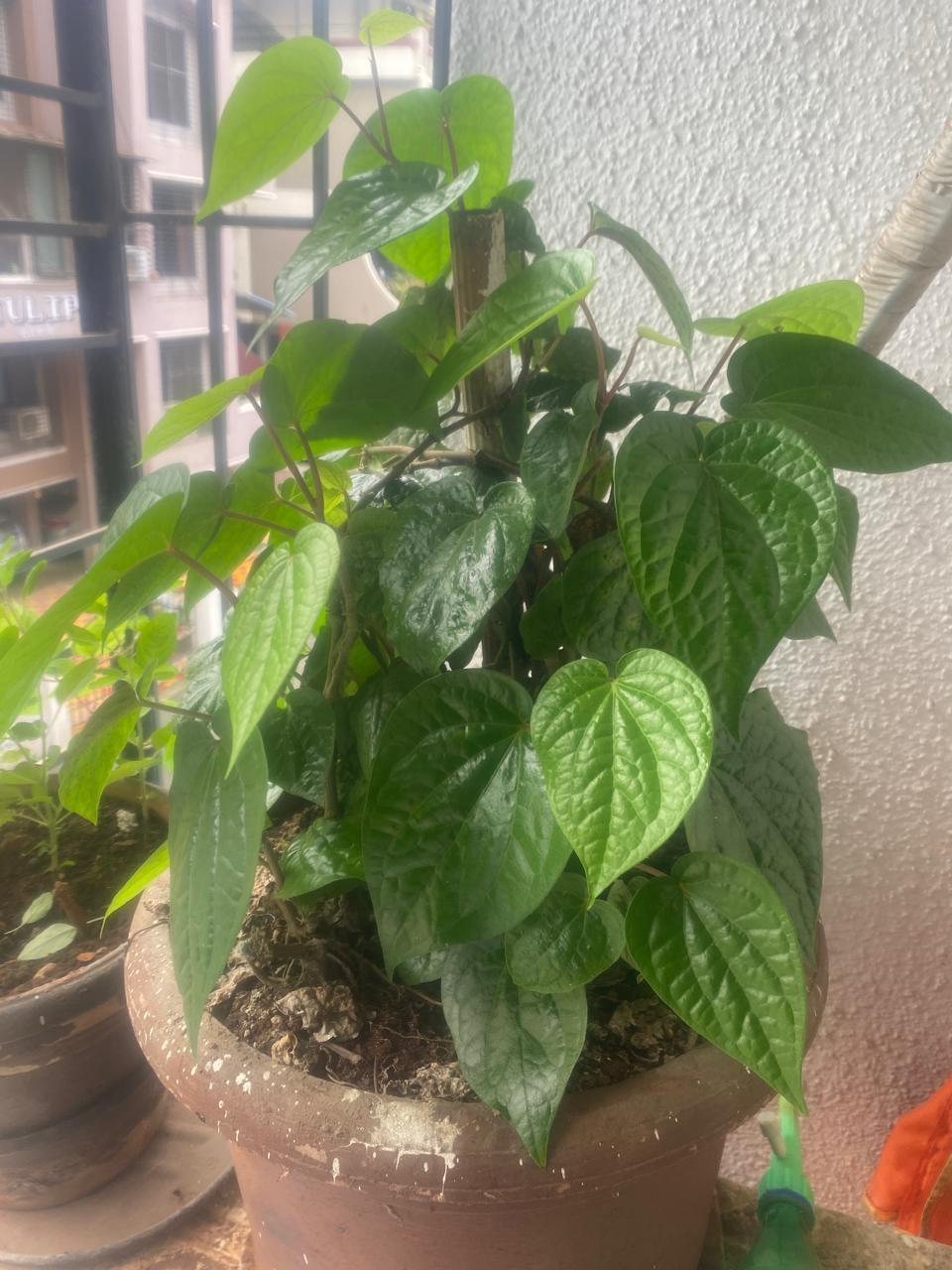Kalkatta Paan growing in a window garden. (Source: CKA Archives)
