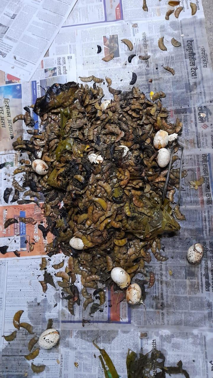 Potati (Source: CKA Archives)