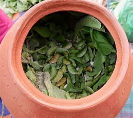 Potati (Source: CKA Archives)