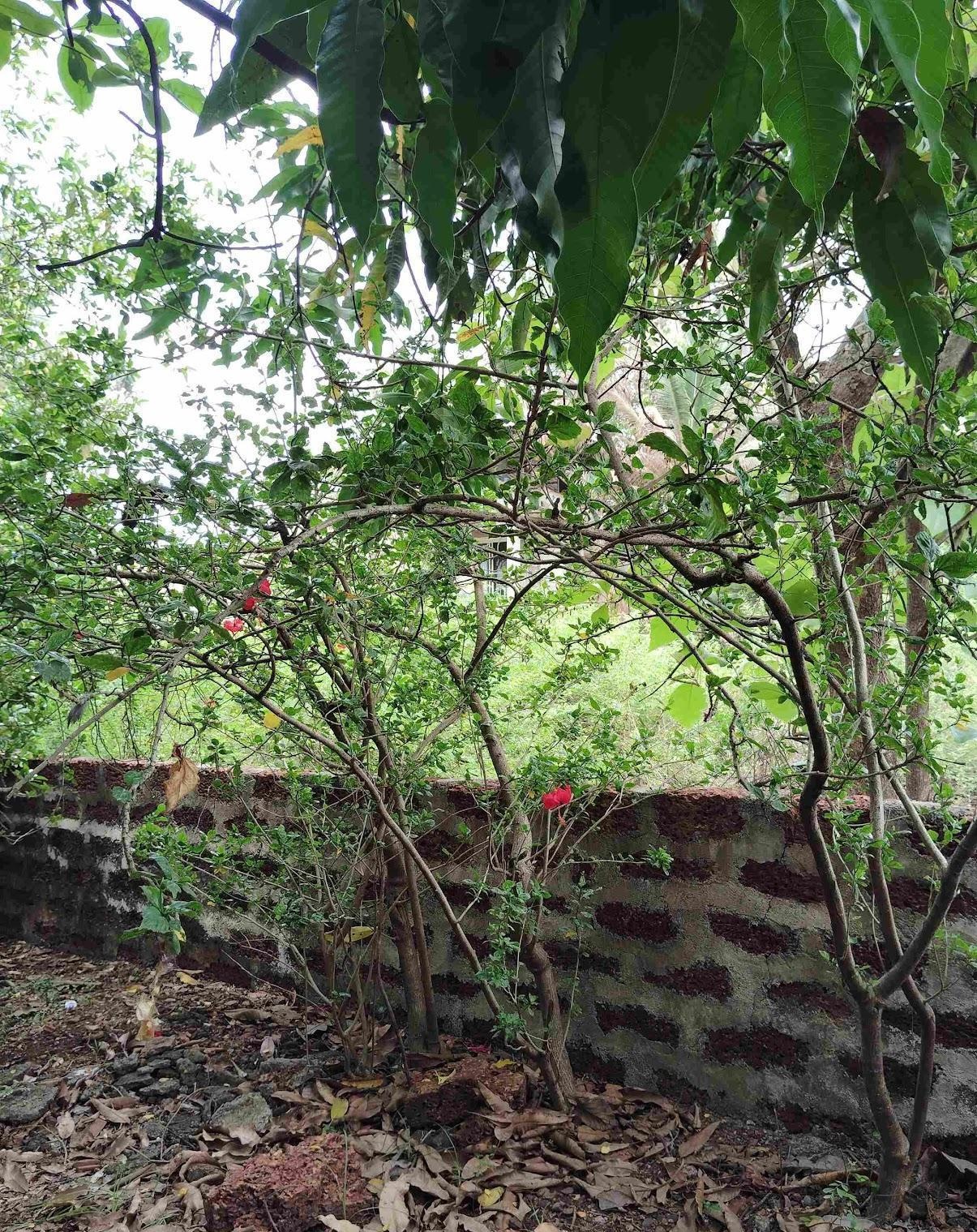 Cement and laterite rock make up the composite structure of the wall. (Source: CKA Archives)