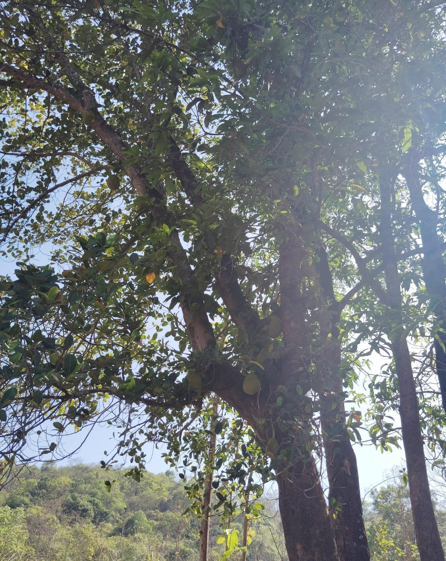 Phanas (Jackfruit)(Source: CKA Archives)