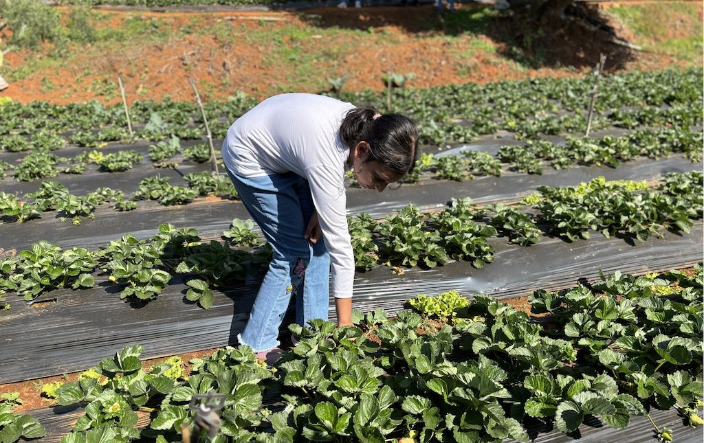 Strawberries being plucked by tourists in a farm in Mahabaleshwar[4]
