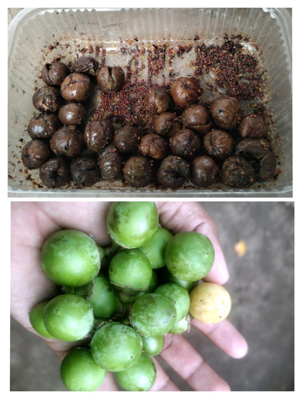 Bhokar (Source: CKA Archives)