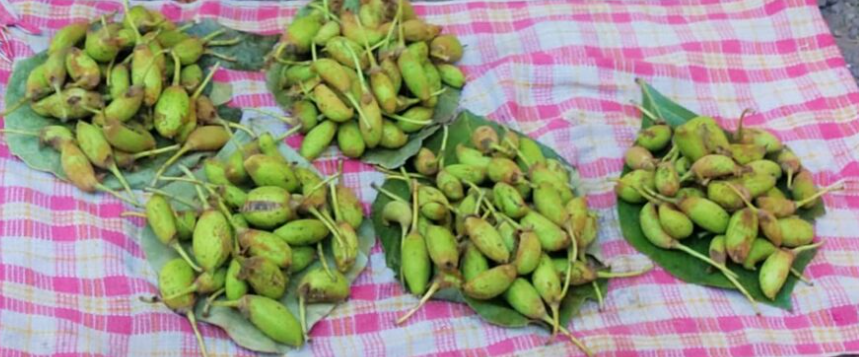 Moha (Source: CKA Archives)