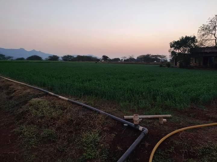 A Bajri (Pearl millet) farm on an evening in Ahilyanagar. (Source: CKA Archives)