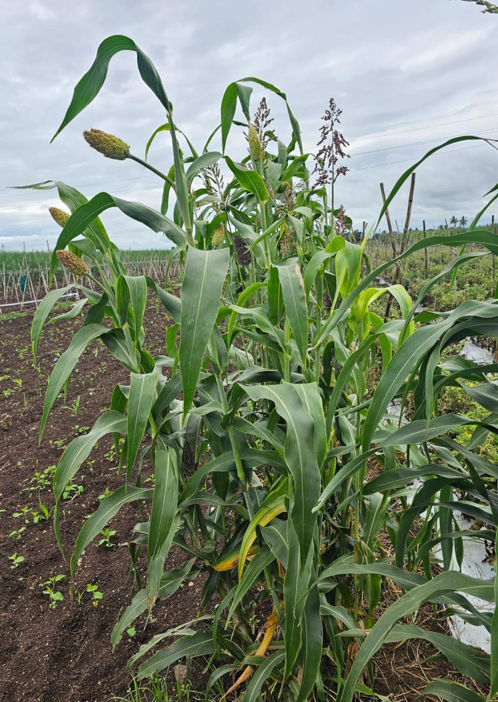 A Sorghum crop. (Source: CKA Archives)