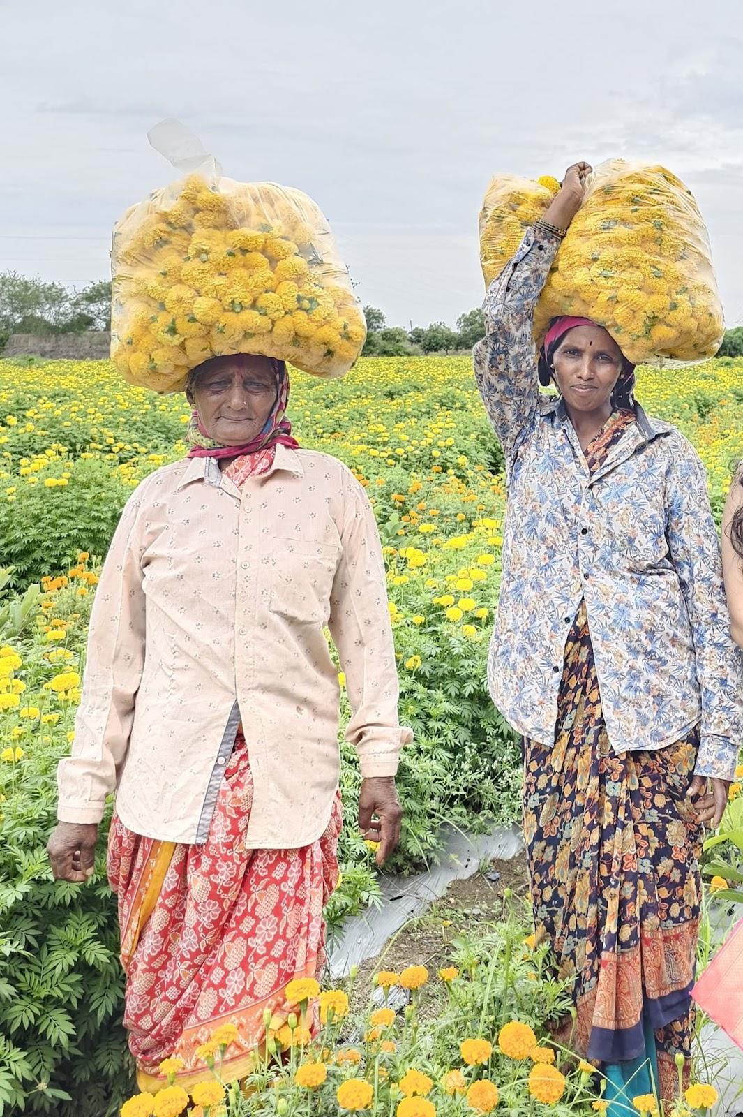 Female laborers in a Marigold field in Pimpalgaon. (Source: CKA Archives)
