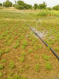 Sprinkler irrigation is being carried out on a groundnut farm. (Source: CKA Archives).
