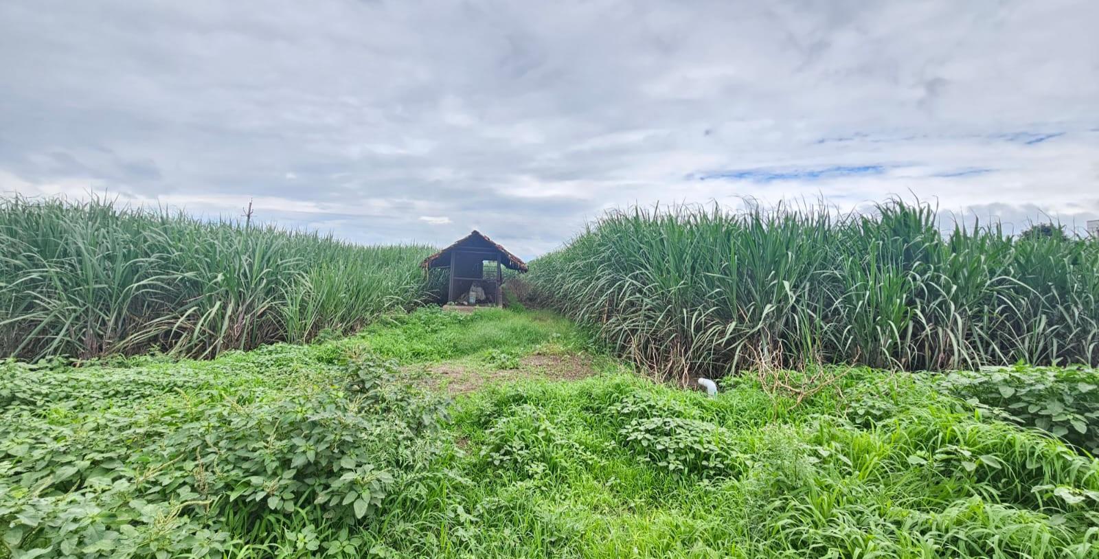 The lush green and tall sugarcane stalks are in the background. (Source: CKA Archives)