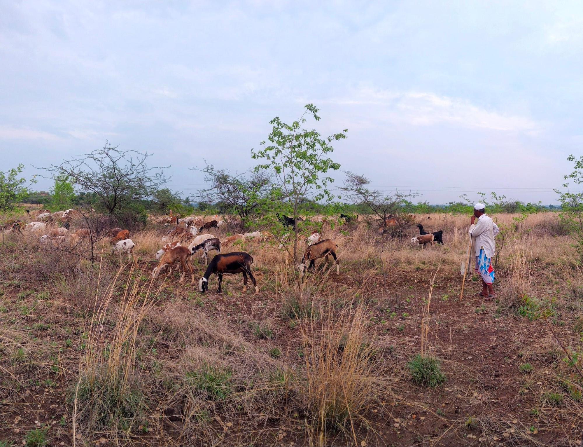 Kashti's livestock market, Shrigonda, Ahilyanagar. (Source: CKA Archives)