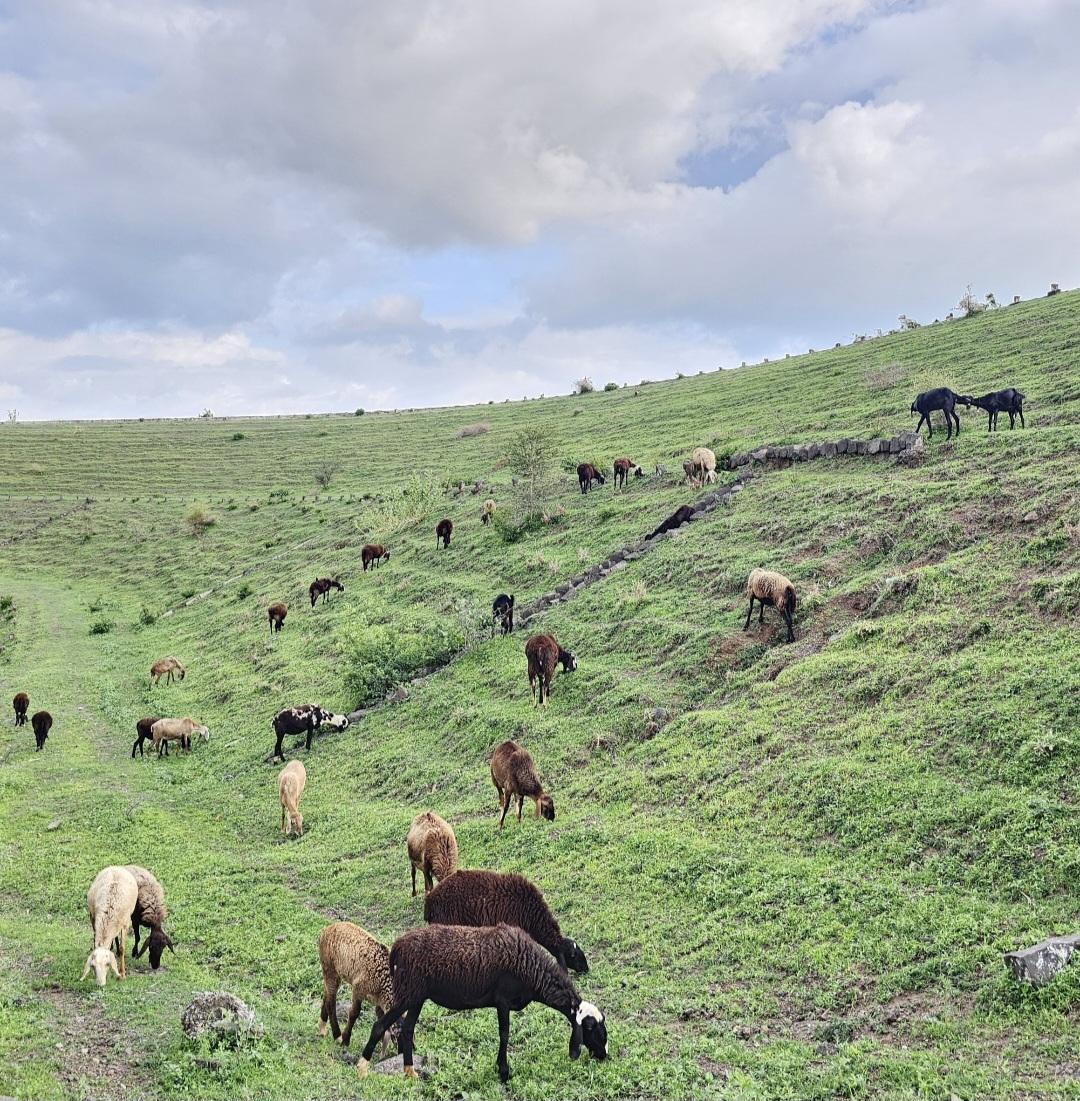Kashti's livestock market, Shrigonda, Ahilyanagar. (Source: CKA Archives)