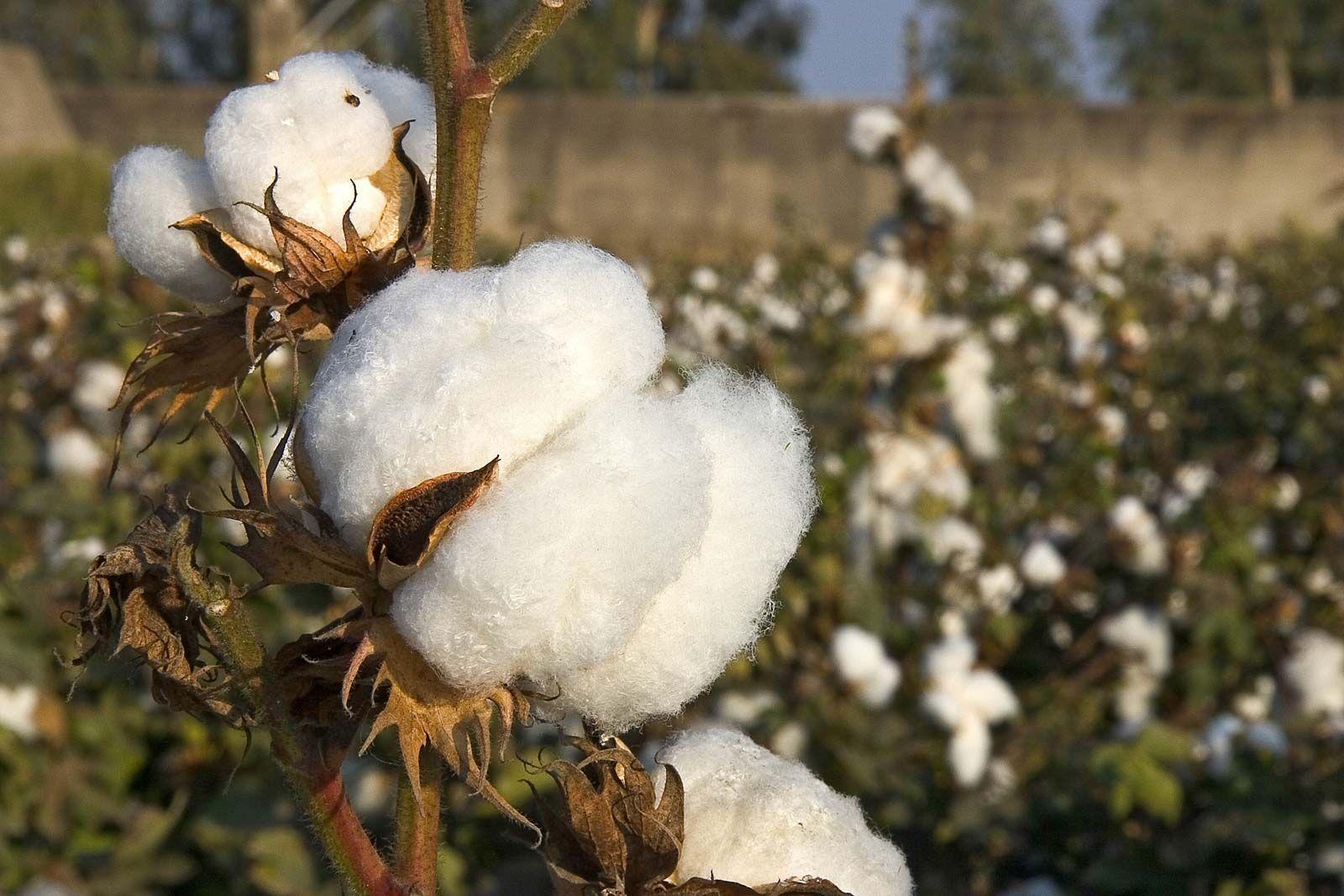 A cotton bud is ready for harvest. (Source: CKA Archives)