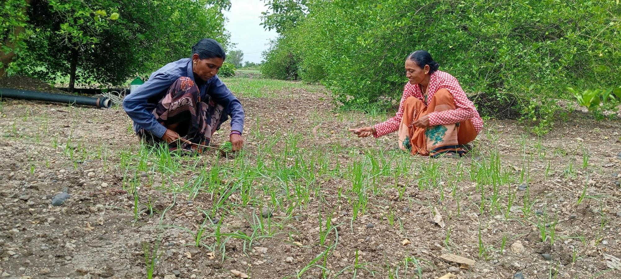 Weeding, carried out by a few women. (Source: CKA Archives)