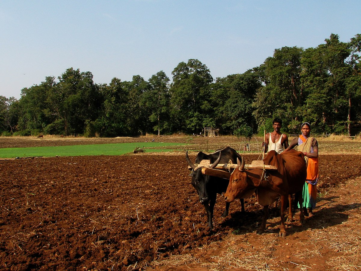 Farmers tilling the soil in Raipur village, close to the Melghat Tiger Reserve