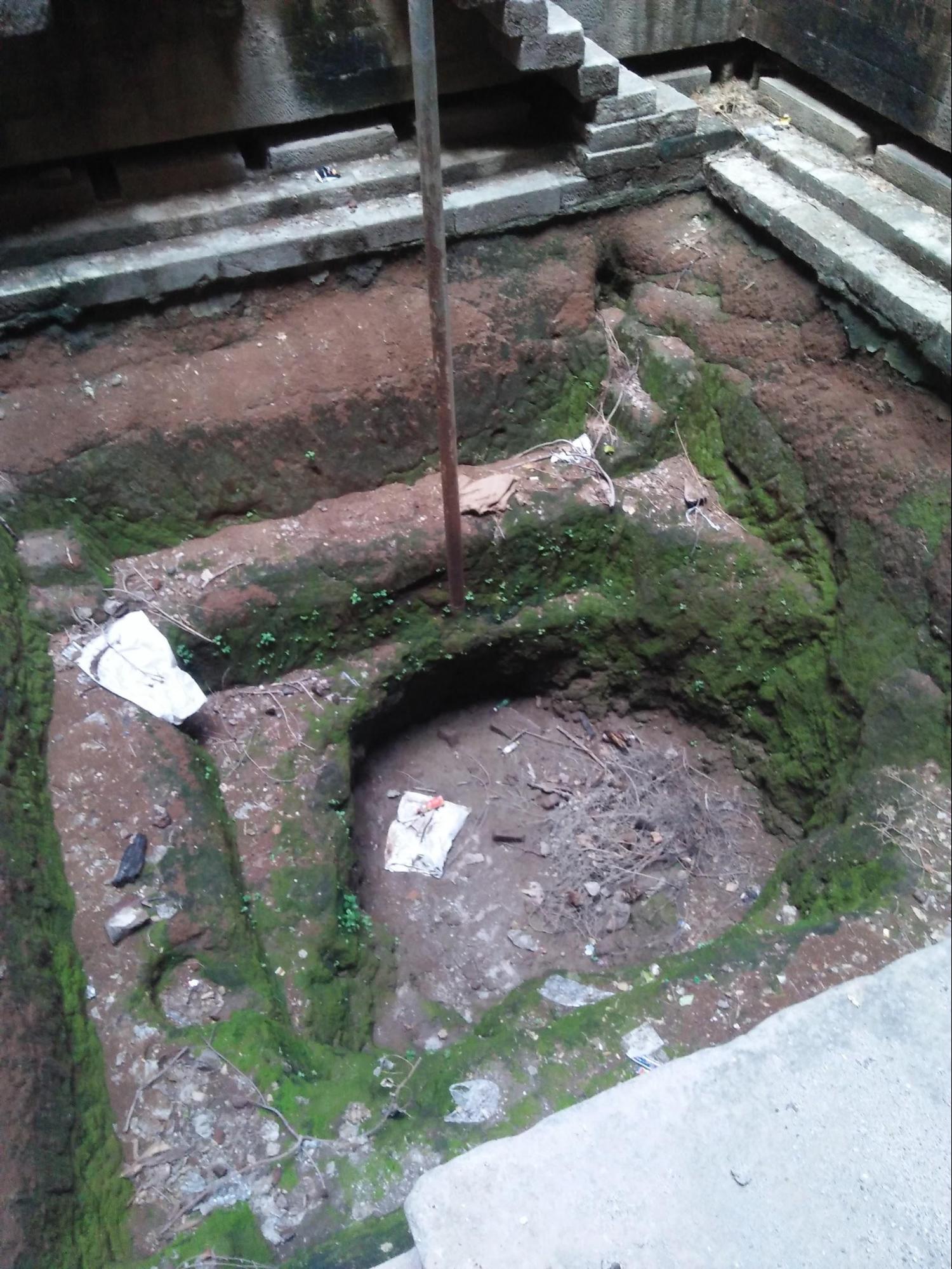 The Babar plant that grew in this ancient stepwell at Mahimapur. (Source: CKA Archives)