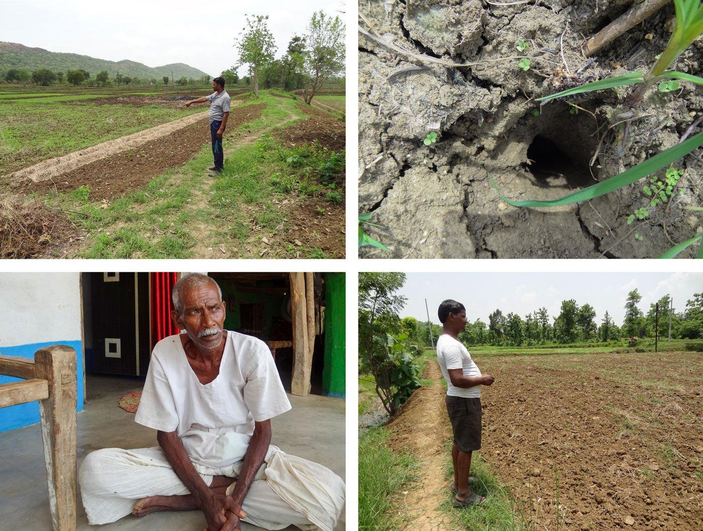 A drying Paddy field caused by climate change in July 2019.