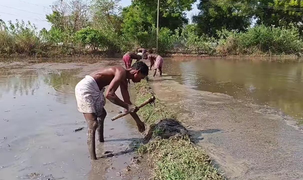 Laborers are preparing the land for Paddy Cultivation. (CKA Archives)
