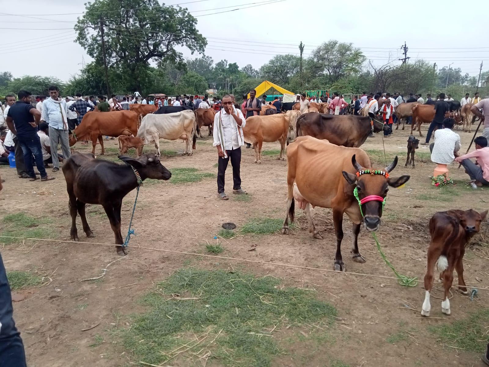 Kardha cattle market (Source: CKA Archives)