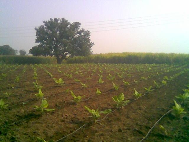 Small banana saplings in Malkapur Tehsil are being nurtured with the help of drip irrigation.