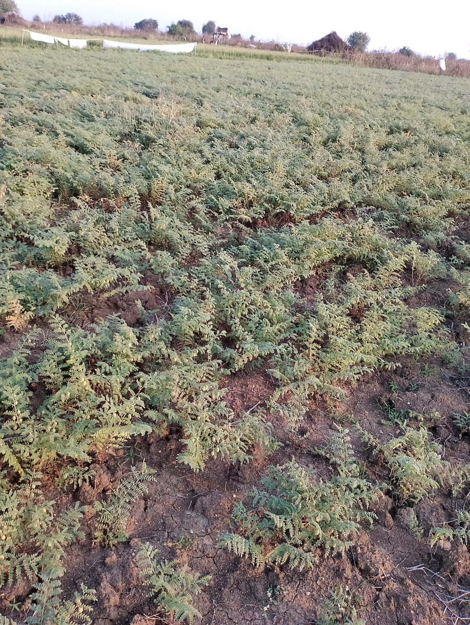A crop of Gram can be seen in the early stages of growth. (Source: CKA Archives)