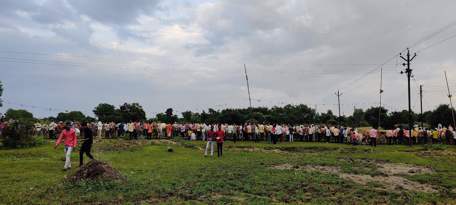 Decorated Bulls are ready to participate in the Pola celebrations. (Source: CKA Archives)