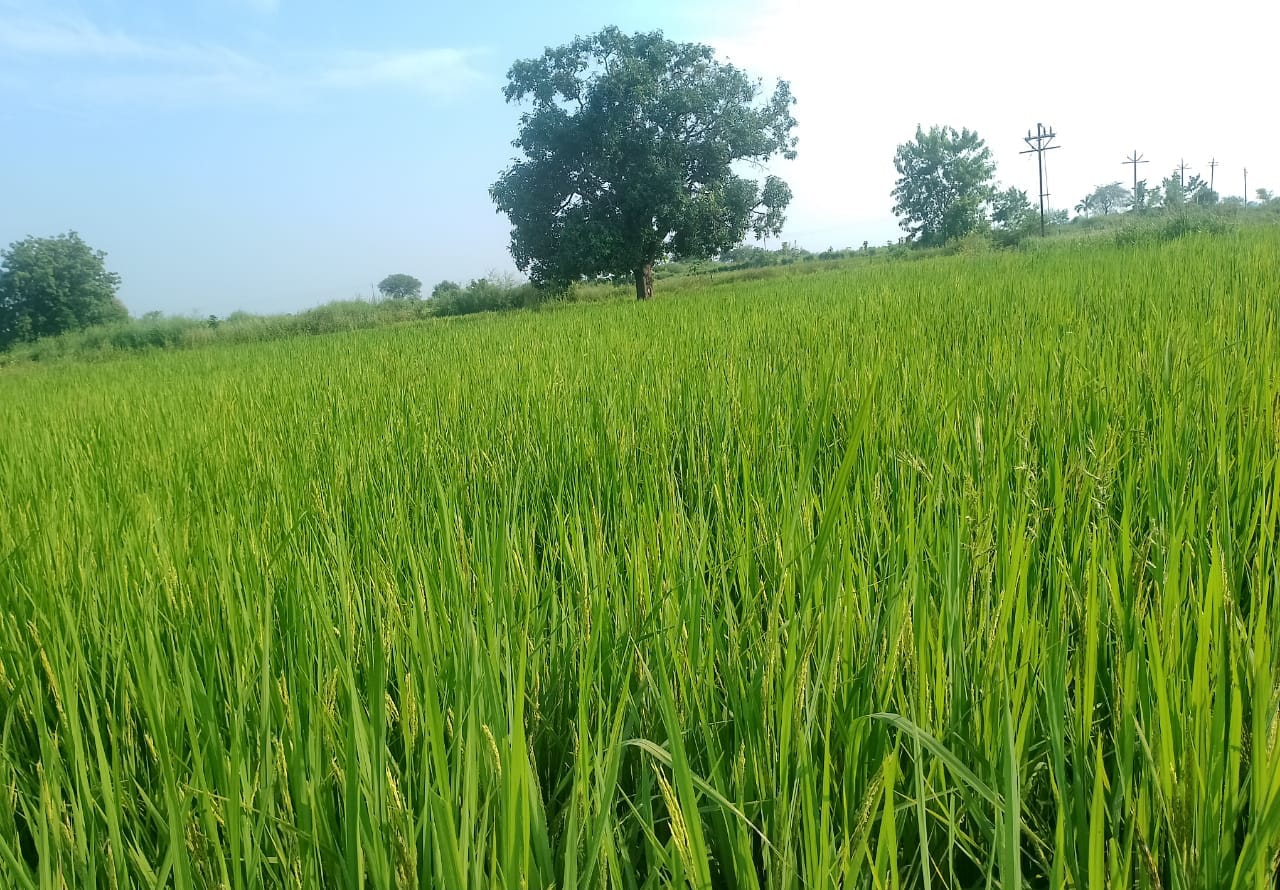 Paddy is an important crop grown in the district. (Source: CKA Archives)