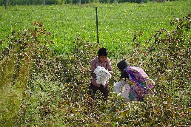Children working at a cotton field. The district has in recent years become a major cotton-producing hub.