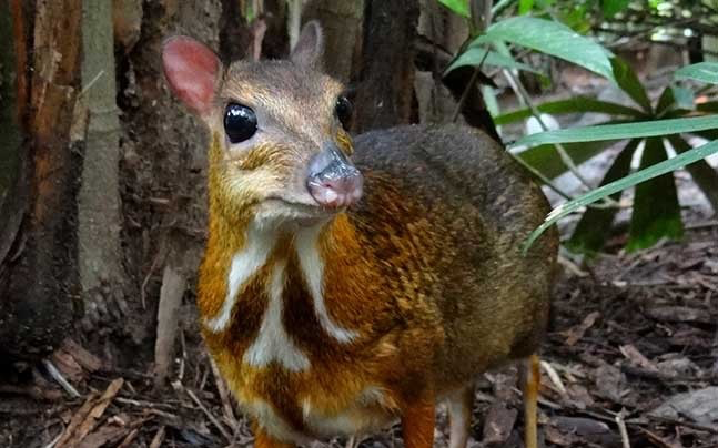 The Mouse Deer is primarily located in Tuljapur tahsil and is rare elsewhere in the district.