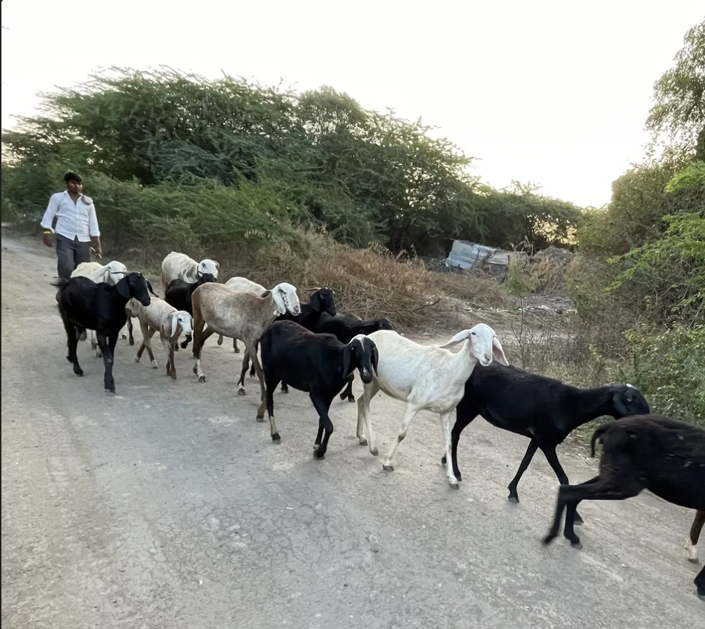 A shepherd grazes goats in Umarga (Source: CKA Archives)
