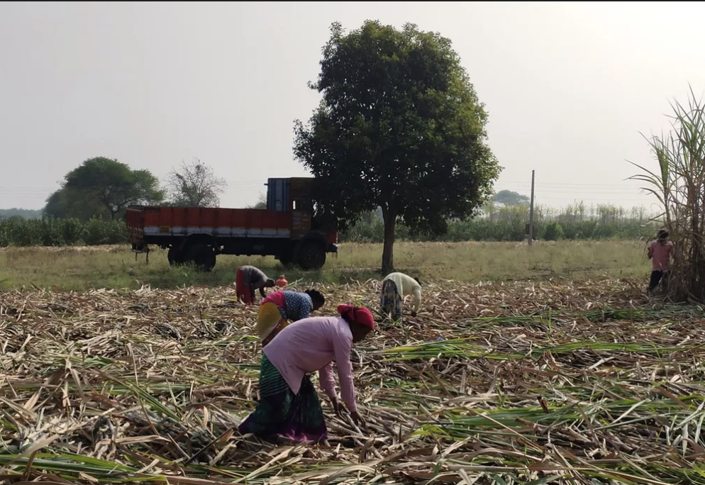 Women working on the sugarcane fields in Dharashiv (Source: CKA Archives)