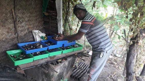 Sanjay has been able to successfully cultivate Oysters in Gadchiroli