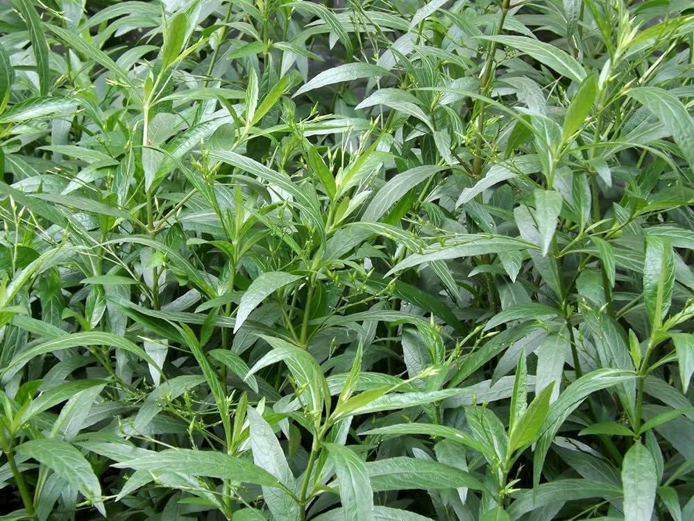 Bhuineem (Source: CKA Archives)