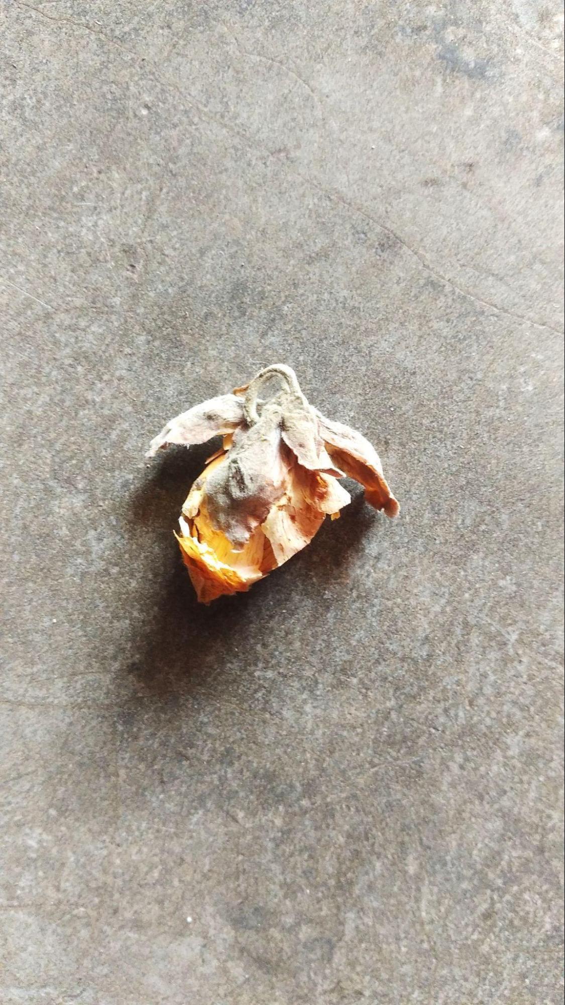 Gongla (Source: CKA Archives)