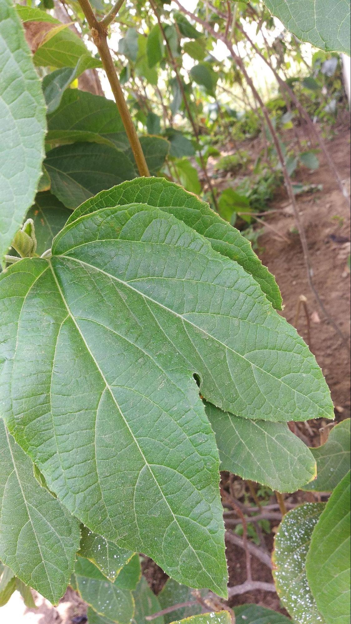 Khandu Chakka Leaf (Source: CKA Archives)