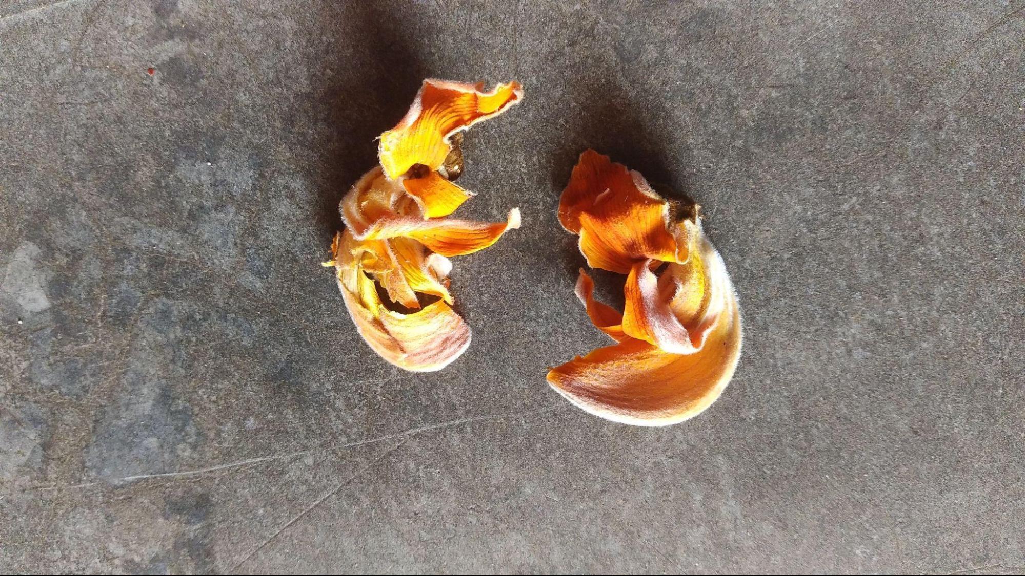 Palash (Source: CKA Archives)